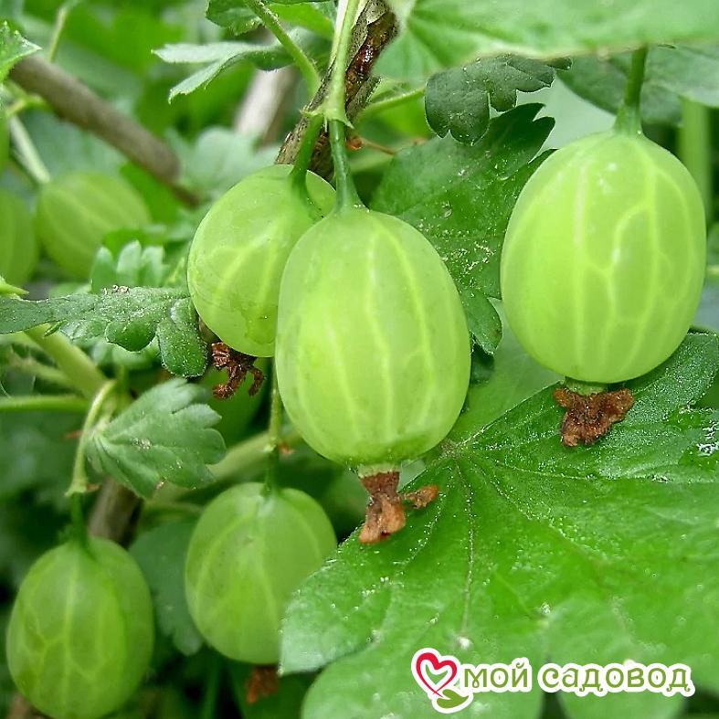 Крыжовник Уральский изумруд