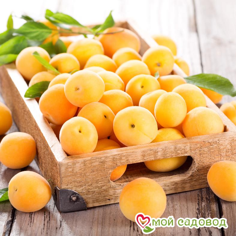 Абрикос Кичигинский